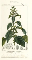 Keisarinna Josephine