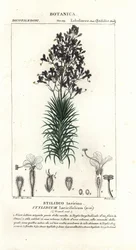 Lehtikuusi tai puun liipaisikasvi, Stylidium laricifolium
