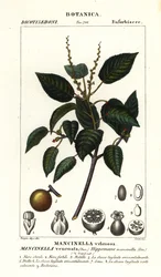 Manchineel o pomer de platja, finlandès Hippomane mancinella