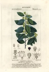 Välimeren tyrni, Rhamnus alaternus
