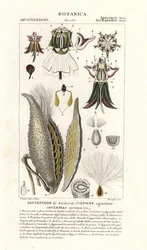 Maitoruoho, Asclepias syriaca