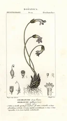 Yksikukkainen luutarra, Orobanche uniflora