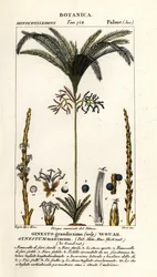 Palmu, Geonoma maxima
