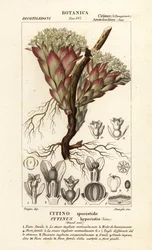 Loiskasvi, Cytinus hypocistis