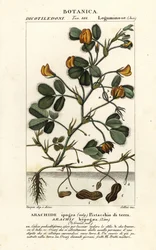 Maapähkinä tai maapähkinä, Arachis hypogaea
