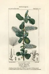 Raita, Salix caprea