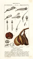 Red Buckeye, Aesculus pavia