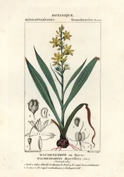 Punajuuri, Wachendorfia thyrsiflora