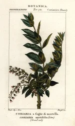 Redoul-puu, Coriaria myrtifolia