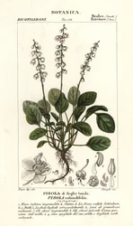 Pyöreälehtinen talvivihreä, Pyrola rotundifolia