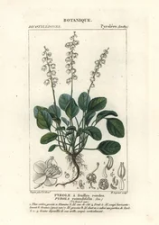 Pyöreälehtinen talvivihreä, Pyrola rotundifolia