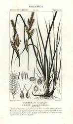 Mätässara, Carex caespitosa