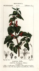 Kiiltävälehtinen salvia, Salvia formosa