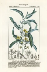 Hopeamarja tai oleasteri, Elaeagnus angustifolia