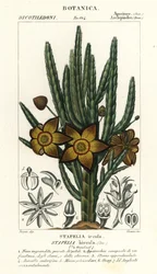 Meritähti kukka tai raakkakasvi, Stapelia hirsuta