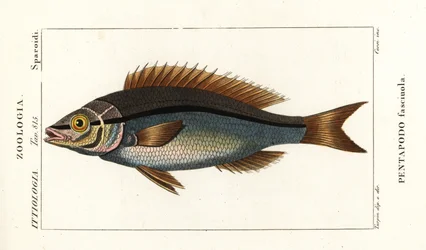 Lankaevälahna, Pentapodus fasciuola