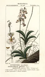 Tolumnia guttata orkidea