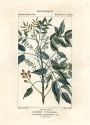 Tärpättipuu, Bursera simaruba