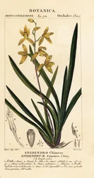 Kuoleva orkidea, Cymbidium sinense
