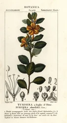 Keltaleppä, Turnera ulmifolia