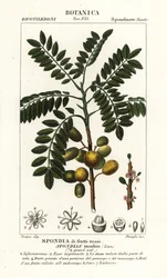 Keltainen mombiini tai sikaluumu, Spondias mombin