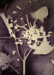 Violetti kasviaiheinen siluetti