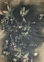 Vintage-tyyliset kasvivarjot