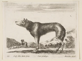 Levy 20: susi, eri eläimistä Diversi animali, n. 1641.