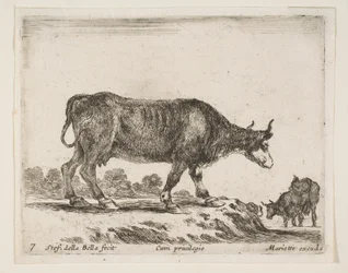 Levy 7: härkä, eri eläimistä Diversi animali, n. 1641.