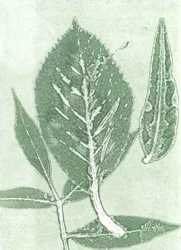 Gone IX, 2015 (monoprintti paperille)