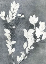 Keskiyön puutarha III, 2015