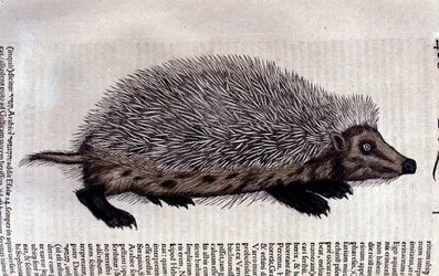 Siili, kuvitus Conrad Gesnerin Historiae animaliumista