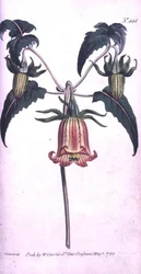 Canary Island Bell Flower (Canarina campanula), levy 444 William Curtisin "The Botanical Magazinesta" (tai "Flower Garden Displayed"), pub. 1799 (kaiverrus)