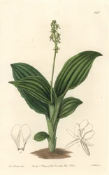 African Liparis Orchid - S. Wattsin vesiforte Sarah Anne Draken (1803-1857) kuvituksesta kasvitieteellisestä rekisteristä