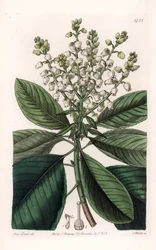 American Arbutus Tree - Kaiverrus S.Watts, Sarah Anne Draken (1803-1857) kuvituksesta, Englannin Sydenham Edwardsin (1768-1819) kasvitieteellisestä rekisteristä