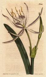 American pankratiumilla on tuoksuvia valkoisia kukkia. Amerikkalainen haima, jossa valkoiset tuoksuvat kukat. Pancratium rotatum. Käsinvärinen kuparilevykaiverrus Sydenham Edwardsin kasvitieteellisestä kuvituksesta William Curtisin "" Botanical Magazine" -