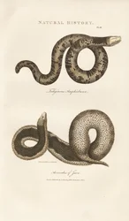 Amphisbaena ja Javan Wart Snake
