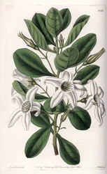Anthocercis variete, kotoisin Australiasta - S.Wattsin kaivertama levy Sarah Anne Draken (1803-1857) kuvituksesta, Englannin Sydenham Edwardsin (1768-1819) kasvitieteellisestä rekisteristä