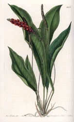 Anthurium gracile - S.Wattsin kaiverrettu taulu Sarah Anne Draken (1803-1857) kuvituksesta, Englannin Sydenham Edwardsin (1768-1819) kasvitieteellisestä rekisteristä