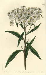 Aster a umbellata - Tasakärkinen aster, Doellingeria umbellata (Mantelilehtinen aster, Aster amygdalinus). S. Wattsin käsinvärinen kuparikaiverrus Miss Sarah Draken kuvituksen jälkeen Sydenham Edwardsin kasvitieteellisestä rekisteristä, Ridgeway, Lontoo