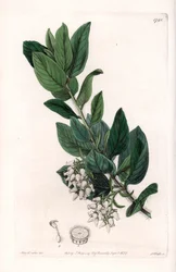Bear Grape, alunperin Kaliforniasta - Kaiverrus S.Watts, Sarah Anne Draken (1803-1857) kuvituksesta, Englannin Sydenham Edwardsin (1768-1819) kasvitieteellisestä rekisteristä