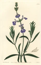 Sininen salvia - Nurmisalvia, Salvia azurea (kapealehtinen salvia, Salvia angustifolia). S. Wattsin käsinvärinen kuparikaiverrus Miss Sarah Draken kuvituksen jälkeen Sydenham Edwardsin kasvitieteellisestä rekisteristä, Ridgeway, Lontoo