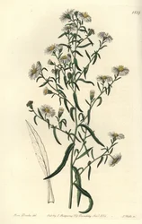Hauras aster, Aster fragilis. S. Wattsin käsinvärinen kuparikaiverrus Miss Sarah Draken kuvituksen jälkeen Sydenham Edwardsin kasvitieteellisestä rekisteristä, Ridgeway, Lontoo