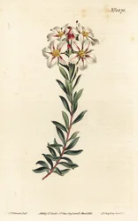 Buchu, Adenandra villosa (Sateenkukkainen diosma, Diosma speciosa) - F. Sansom Jr.:n käsinvärinen kuparikaiverrus Sydenham Edwardsin kuvituksen jälkeen William Curtisin kasvitieteellisestä lehdestä, T. Curtis, Lontoo
