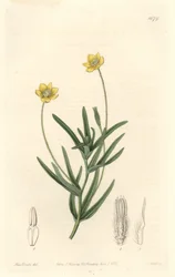 California Platystemon - S. Watts Strong Water Sarah Anne Draken (1803-1857) kuvituksesta kasvitieteellisestä rekisteristä