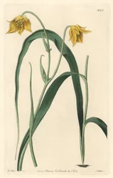 Calochortus (mariposa) tai cyclobothre vaaleankeltaisilla kukilla, kotoisin Meksikosta – S. Wattsin vahva vesi Sarah Anne Draken (1803-1857) kuvituksesta kasvitieteellisestä rekisteristä