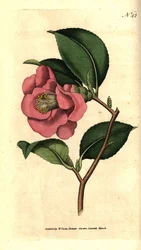 Camelia Japanista - Rose Camellia, Camellia japonica. Käsinvärinen kuparikaiverrus James Sowerbyn kasvitieteellisen kuvituksen mukaan William Curtisin The Botanical Magazinesta, Lambeth Marsh, Lontoo