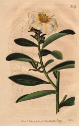 Camellia (Camelias) Penang, valkoinen kukka, joka on sävytetty kellertävällä sävyllä kukkaan. Camellia axillaris. Käsinvärinen kuparikaiverrus Sydenham Edwardsin kasvitieteellisestä kuvituksesta William Curtisin "" Botanical Magazine -lehdestä" 1790-1800.