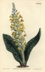 Cape Hyacinth (väärä orkidea) - Täplälehtinen orkidea muistuttava lachenalia, Lachenalia orchioides. F. Sansom Jr.:n käsinvärinen kuparikaiverrus Sydenham Edwardsin kuvituksen jälkeen William Curtisin kasvitieteellisestä lehdestä, T. Curtis, Lontoo