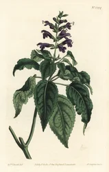 Karibian salvia - Salvia lamiifolia (Purppurakukkainen salvia, Salvia amoena). F. Sansom Jr:n käsin värjätty kuparipiirros Sydenham Edwardsin kuvituksen mukaan, William Curtis